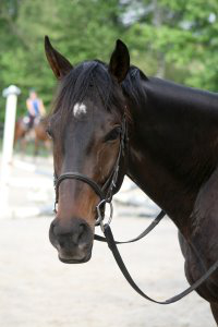Bounced poses for photos!