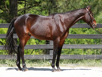Horse For Sale at Bits & Bytes Farm - Bounced. May 20, 2007