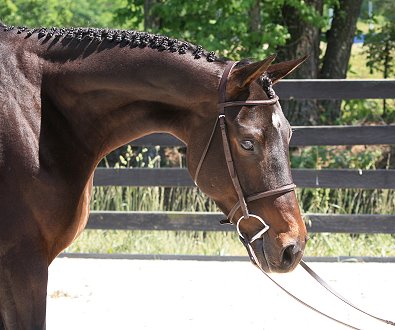 Bounced gets braided for photos. May 20, 2007
