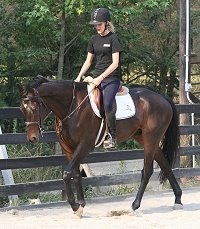 Horse for sale - Bounced. June 24, 2007