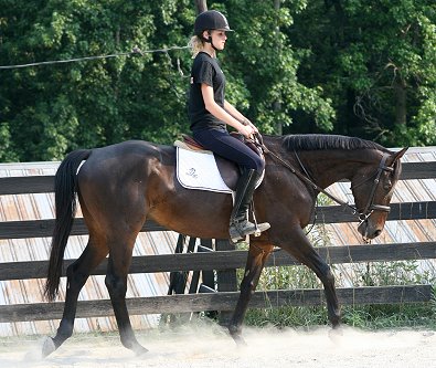 Horse for sale - Bounced. June 24, 2007