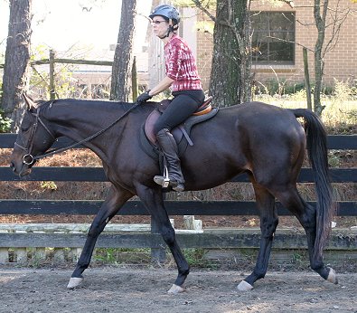 Horse for sale - Bounced. - October 28, 2007  width=