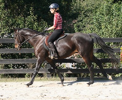 Horse for sale - Bounced. - October 28, 2007  width=