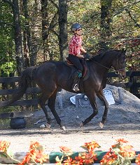Horse for sale - Bounced. - October 28, 2007