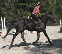 Horse for sale - Bounced. - October 28, 2007