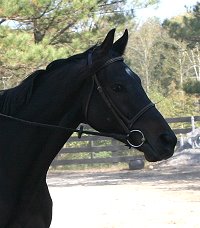 Horse for sale - Bounced. - October 28, 2007