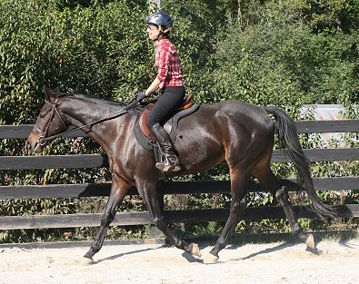 Horse for sale - Bounced. - October 28, 2007  width=
