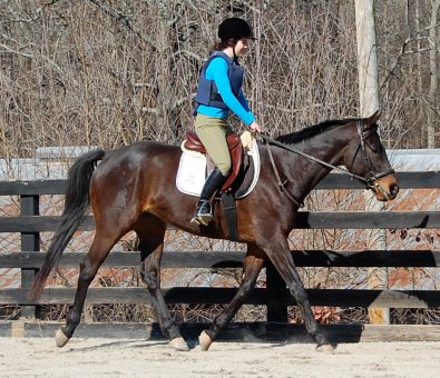 Thoroughbred Horse for Sale - Bounced and visitor Maggie Gorji. February 10, 2008