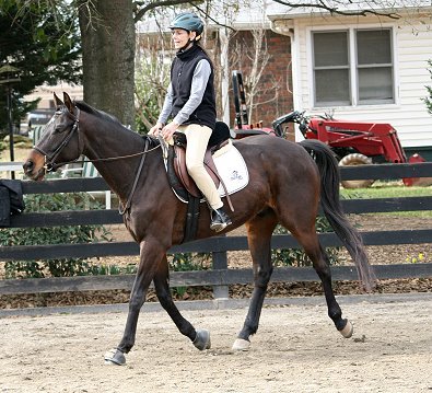 Thoroughbred Horse For Sale