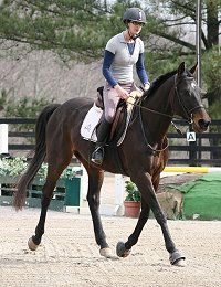 Our BAYby Bounced is a Horse For Sale at the farm. 