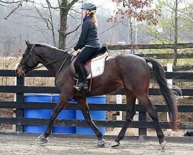 Thoroughbred Horse For Sale