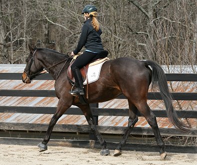 Thoroughbred Horse For Sale - February 16, 2008