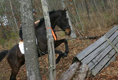 Andi and Bounced jumped the coops.