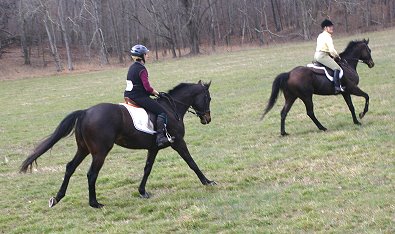 Horse for Sale Bounced and OTTB - K O River Crossing.  