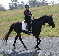 OTTB - Bounced at the hunter pace.