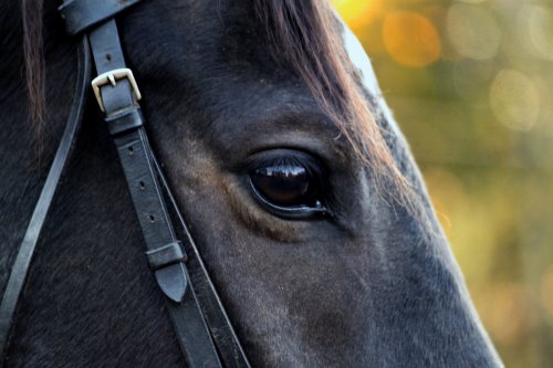 Come see our Thoroughbred horses for sale and ride them at Bits & Bytes Farm.