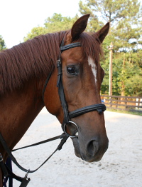 Brett is one of our three new horses for sale at Bits & Bytes Farm