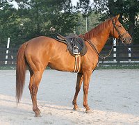 Brett is the sire of Dot. He is now a Horse for Sale at Bits & Bytes Farm.