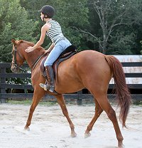 Be sure to give a green horse lots of praise for trying new things.
