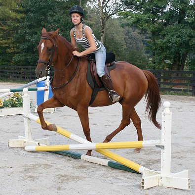 "Brett" will be suitable for a timid rider or a serious child competitior. 