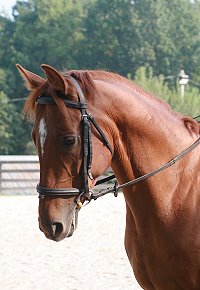 Unraced, off-the-track Thoroughbred horse for sale - Brett