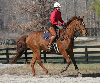 Brett was one of our 25 Special Horses who came to Bits & Bytes Farm for retraining in July 2006.