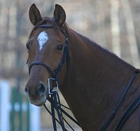 Brett was one of our 25 Special Horses who came to Bits & Bytes Farm for retraining in July 2006. 