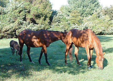 Chance, Luke and Brett enjoying a large pasture together.