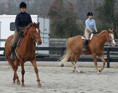 "Brett" at a recent show where he debuted his canter and finished in third place!