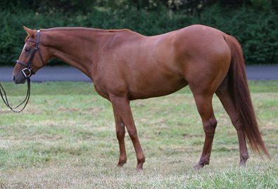 Brett has filled out and become a gorgeous horse.