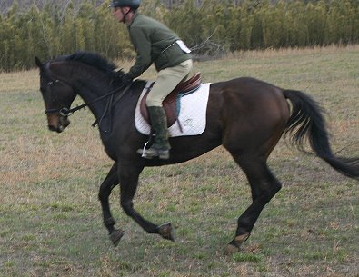 Barry Zuber and OTTB Brew This aka "Brewster". March 1, 2008