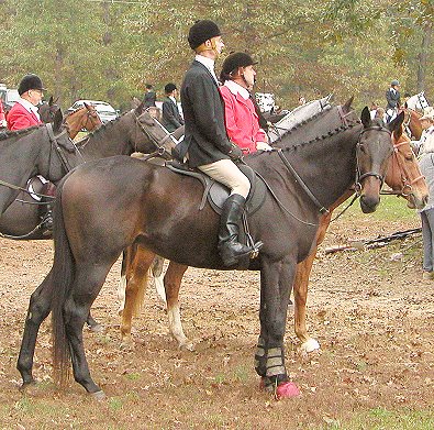 Brew This aka Brewster fox hunting with Barry. 