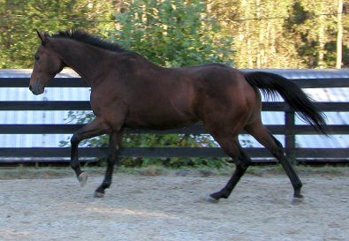 Large bay Thoroughbred horse for sale. 
