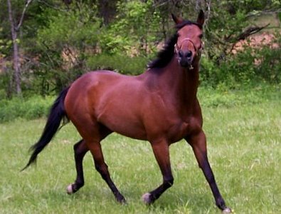 Bay thoroughbred horse 