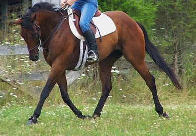 Former Thoroughbred racehorse Buckeye Buckaroo is learning dressage.
