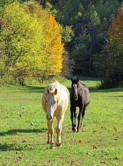 Storytails Farm in the Fall.