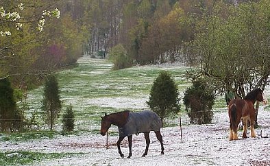 OTTB - Buckeye Buckaroo lives at Storytails Farm in Tennessee.