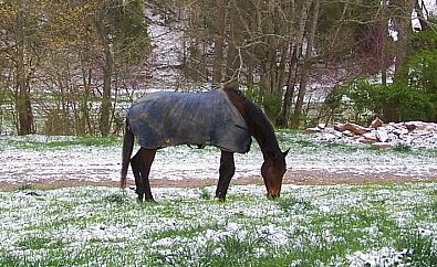 Thoroughbred grazing in a snow covered pasture. April 2007