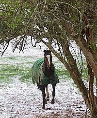 Thoroughbred running in the snow. April 2007