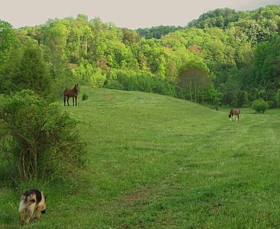 Off-the-track Thoroughbreds settle into farm life very quickly.
