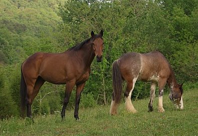 "alo" and "Dreamer" enjoying the green grass of Storytails Farm. May 2007