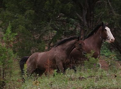 Buckeye Buckaroo (Halo) and Dreamer. September 2007