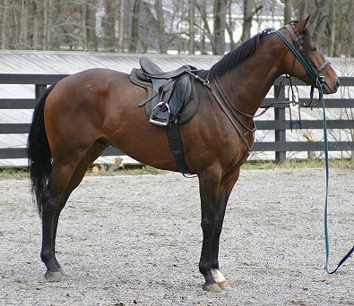 Bullet Again - Thoroughbred Horses for Sale at Bits & Bytes Farm