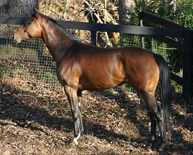Bullet Again - Thoroughbred Horses for Sale at Bits & Bytes Farm