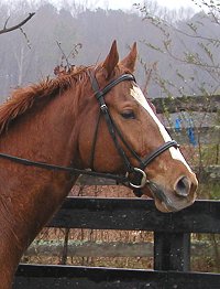 Sir Cahill is one of the  horses for sale at Bits & Bytes Farm