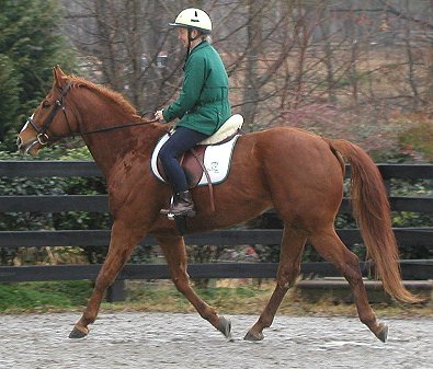 Sir Cahill has dressage potential