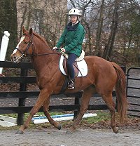 dressage with Thoroughbreds