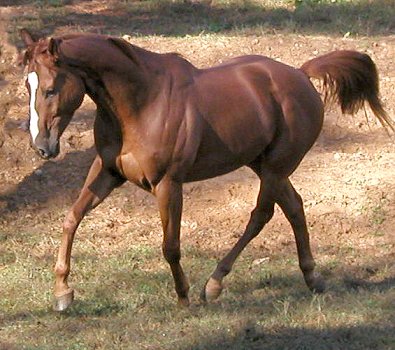 Thoroughbreds for sale at Bits & Bytes Farm