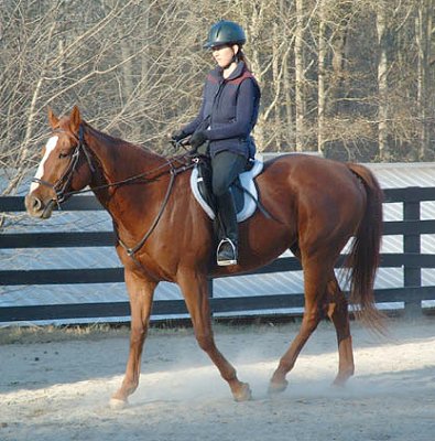 Thoroughbreds for sale at Bits & Bytes Farm