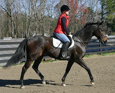 Era of Chanago a Thoroughbred for sale at Bits & Bytes Farm